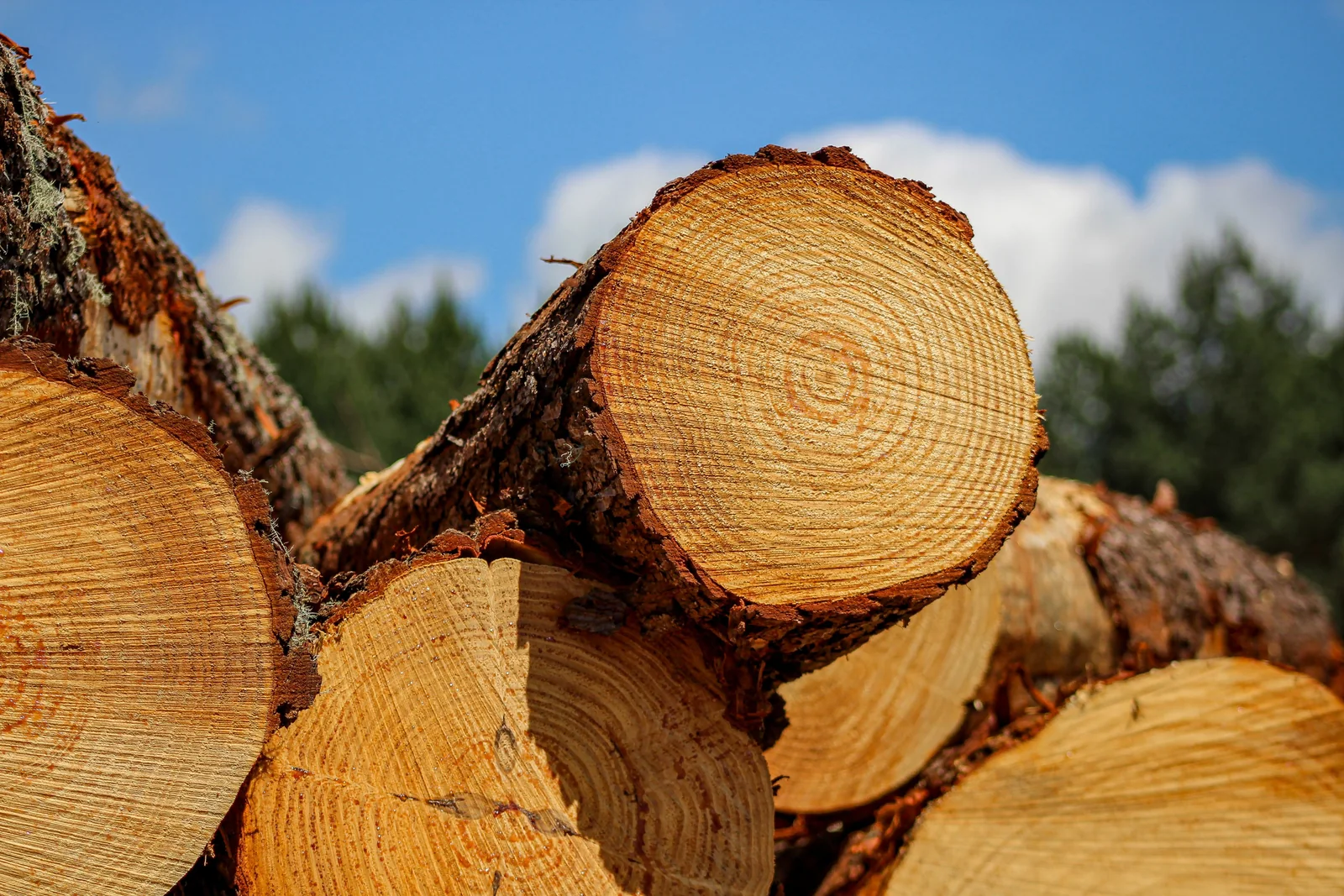 Toras de madeira de pinus em primeiro plano
