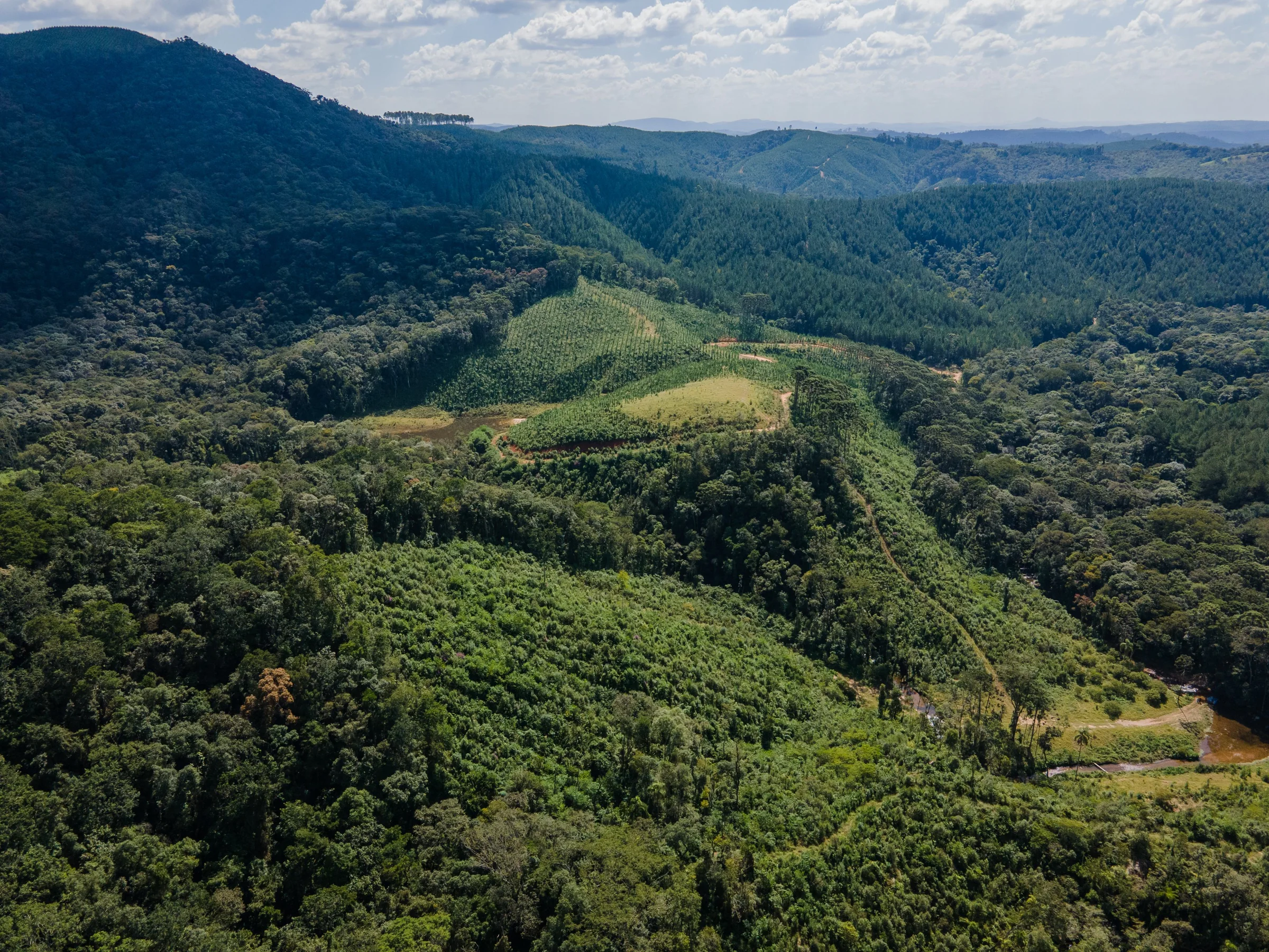 Área de cultivo de pinus integrada à paisagem florestal